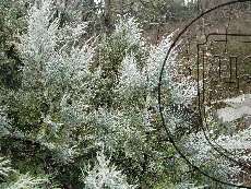 Можжевельник высокий 001